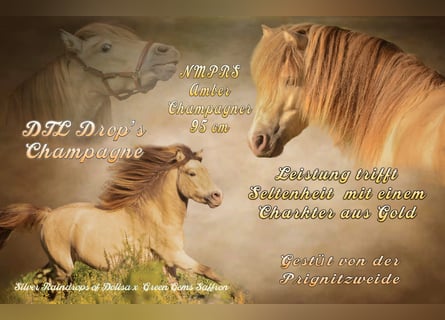 NMPRS, Stallion, 5 years, 9.1 hh, Champagne