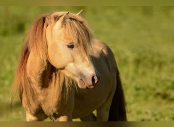 NMPRS, Stallion, 5 years, 9.1 hh, Champagne