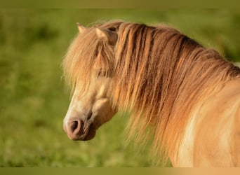 NMPRS, Stallion, 5 years, 9.1 hh, Champagne