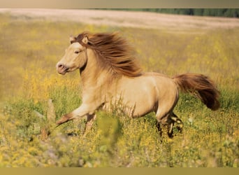 NMPRS, Stallion, 5 years, 9.1 hh, Champagne