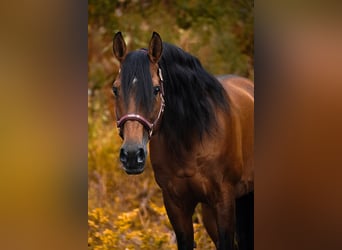 Lusitano, Gelding, 14 years, 15.1 hh, Brown