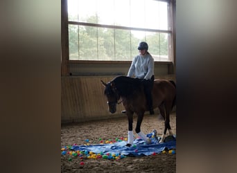 Lusitano, Gelding, 14 years, 15.1 hh, Brown