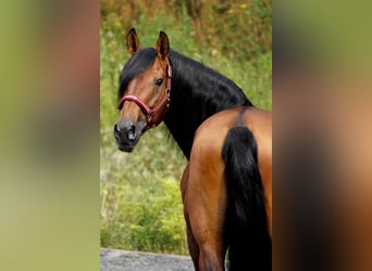 Lusitano, Gelding, 14 years, 15.1 hh, Brown
