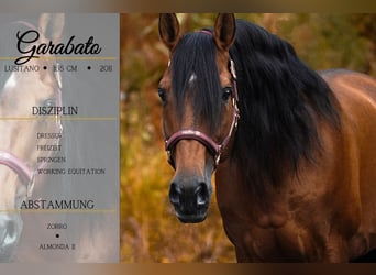 Lusitano, Gelding, 14 years, 15.1 hh, Brown