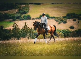 Lusitano, Gelding, 14 years, 15.1 hh, Brown