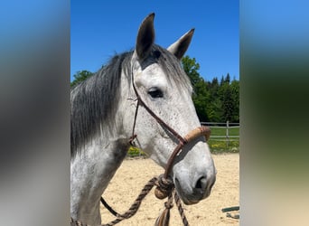 Lusitano, Mare, 6 years, 15.3 hh, Grey-Dapple