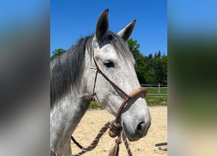 Lusitano, Mare, 6 years, 15.3 hh, Grey-Dapple