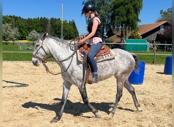 Lusitano, Mare, 6 years, 15.3 hh, Grey-Dapple