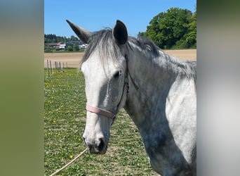 Lusitano, Mare, 6 years, 15.3 hh, Grey-Dapple