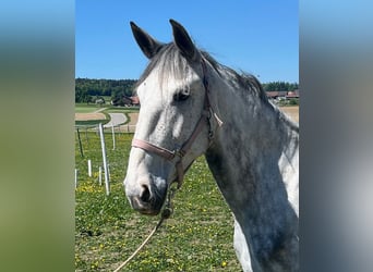 Lusitano, Mare, 6 years, 15.3 hh, Grey-Dapple