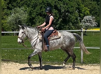 Lusitano, Mare, 6 years, 15.3 hh, Grey-Dapple