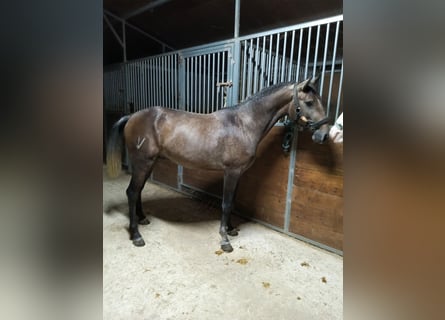 Lusitano, Stallion, 2 years, Grey