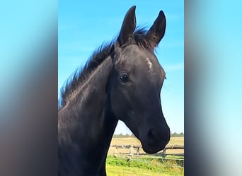 Mecklenburg Warmblood, Mare, Foal (05/2025), 16.2 hh, Black