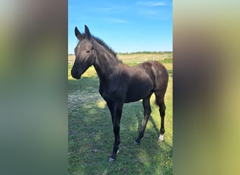 Mecklenburg Warmblood, Mare, Foal (05/2025), 16.2 hh, Black