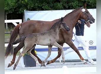 Mecklenburg Warmblood, Mare, Foal (05/2025), 16.2 hh, Black