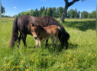 Mini Shetland Pony, Mare, Foal (04/2025), 8.1 hh, Pinto