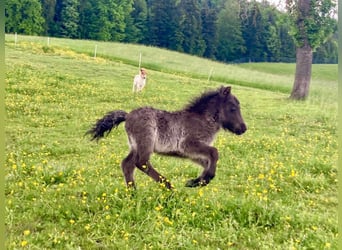 Mini Shetland Pony, Mare, Foal (04/2025), 8.1 hh, Pinto