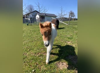 Mini Shetland Pony, Mare, Foal (04/2025), 8.1 hh, Pinto