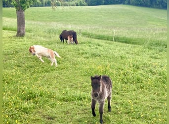 Mini Shetland Pony, Mare, Foal (04/2025), 8.1 hh, Pinto