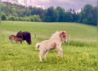 Mini Shetland Pony, Mare, Foal (04/2025), 8.1 hh, Pinto