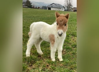 Mini Shetland Pony, Mare, Foal (04/2025), 8.1 hh, Pinto