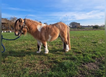 Mini Shetland Pony, Stallion, 5 years, 8.1 hh, Pinto