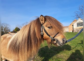 Mini Shetland Pony, Stallion, 5 years, 8.1 hh, Pinto