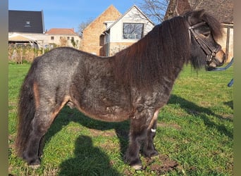 Mini Shetland Pony, Stallion, 5 years, 8.2 hh, Roan-Bay