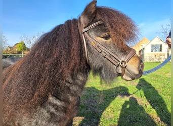 Mini Shetland Pony, Stallion, 5 years, 8.2 hh, Roan-Bay