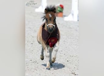 Mini Shetland Pony, Stallion, 5 years, 8.2 hh, Roan-Bay