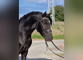 More ponies/small horses, Gelding, 4 years, 14.2 hh, Black More ponies/small horses, Gelding, 4 years, 14.2 hh, Black