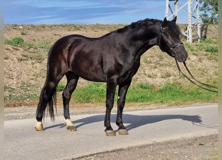 More ponies/small horses, Gelding, 4 years, 14.2 hh, Black