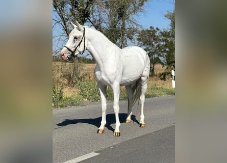 More ponies/small horses, Gelding, 6 years, 14.2 hh, Grey