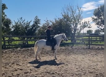 More ponies/small horses, Gelding, 8 years, 12.1 hh, Grey