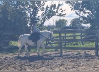 More ponies/small horses, Gelding, 8 years, 12.1 hh, Grey