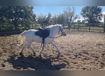 More ponies/small horses, Gelding, 8 years, 12.1 hh, Grey