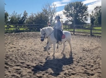 More ponies/small horses, Gelding, 8 years, 12.1 hh, Grey