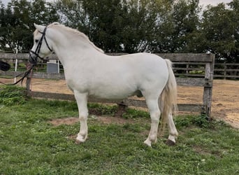More ponies/small horses, Gelding, 8 years, 12.1 hh, Grey