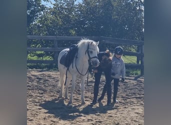 More ponies/small horses, Gelding, 8 years, 12.1 hh, Grey