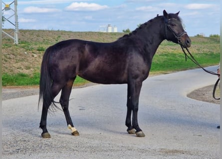 More ponies/small horses, Mare, 5 years, 14.1 hh, Bay-Dark