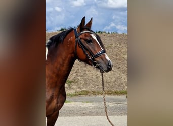 More ponies/small horses, Mare, 5 years, 14 hh, Pinto More ponies/small horses, Mare, 5 years, 14 hh, Pinto
