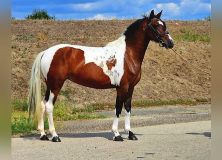 More ponies/small horses, Mare, 5 years, 14 hh, Pinto