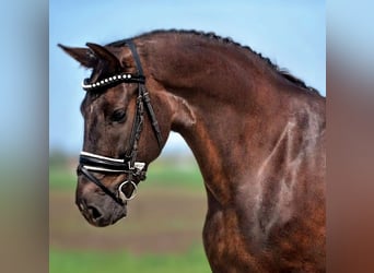 More ponies/small horses Mix, Mare, 7 years, 14.1 hh, Chestnut