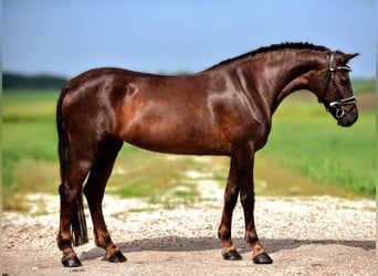 More ponies/small horses Mix, Mare, 7 years, 14.1 hh, Chestnut