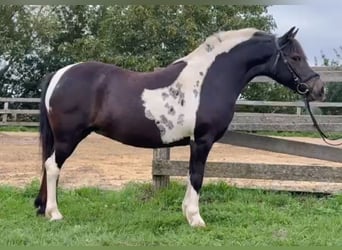 More ponies/small horses, Mare, 8 years, 12.2 hh, Pinto