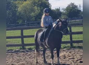 More ponies/small horses, Mare, 8 years, 12.2 hh, Pinto
