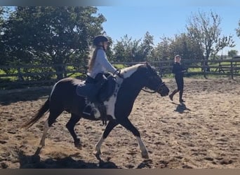 More ponies/small horses, Mare, 8 years, 12.2 hh, Pinto