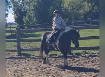 More ponies/small horses, Mare, 8 years, 12.2 hh, Pinto