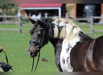 More ponies/small horses, Mare, 8 years, 12.2 hh, Pinto