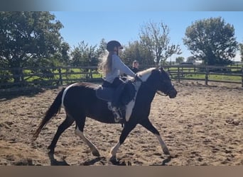 More ponies/small horses, Mare, 8 years, 12.2 hh, Pinto